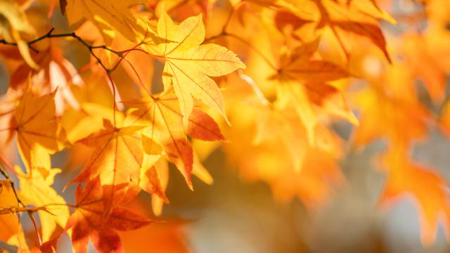 Sprzątanie świata - Polska edycja pn.: "W naturę z kulturą"